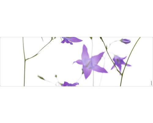 Badrückwand mySPOTTI aqua Glockenblume 140x45 cm Nahaufnahme von Glockenblumen auf Stielen