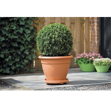 Buchsbaumkugel in Pflanztopf auf Terrasse