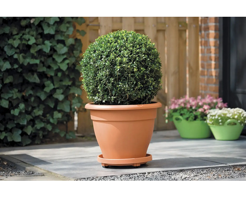 Buchsbaumkugel in Pflanztopf auf Terrasse