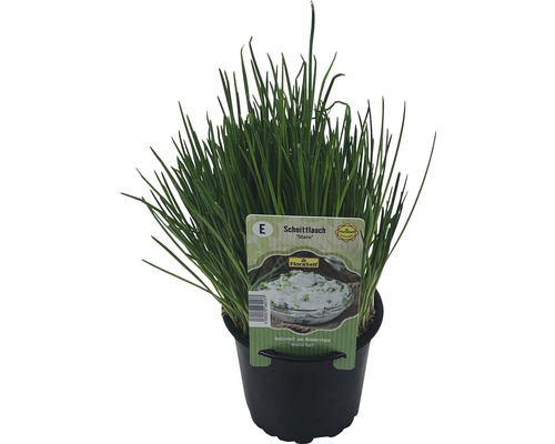 Schnittlauch im Topf