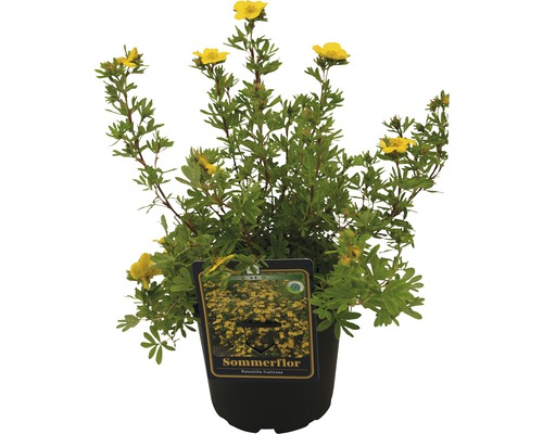 Sommerflor Pflanze im Topf