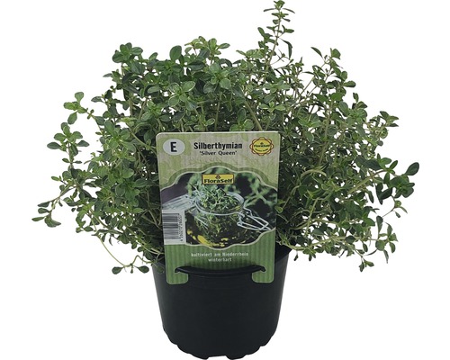 Silberthymian ''Silver Queen'' im Topf