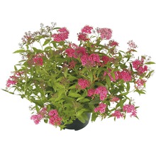 Rote Sommerspiere Spiraea bumalda 'Anthony Waterer Sapho' H 30-40 cm Co 2 L-thumb-0