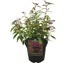 Rote Sommerspiere Spiraea bumalda 'Anthony Waterer Sapho' H 30-40 cm Co 2 L-thumb-1