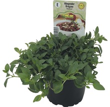 Hänge Oregano Diabolo im Topf