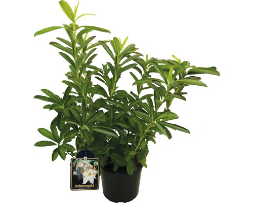Rhododendron ''Schneegold'' im Topf