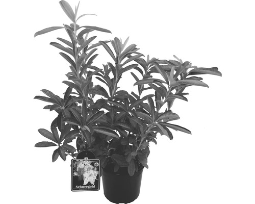 Rhododendron Schneegold im Topf