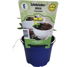 Schokoladenminze im Topf