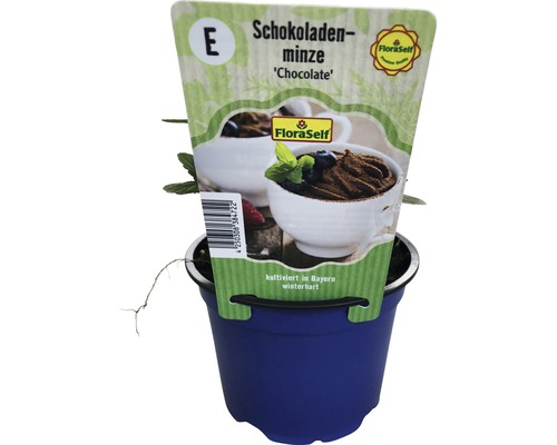 Schokoladenminze im Topf