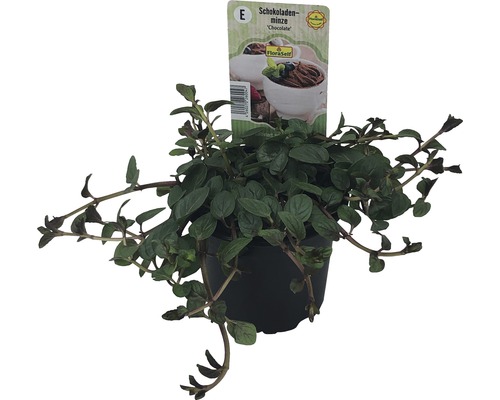 Schokoladenminze im Topf