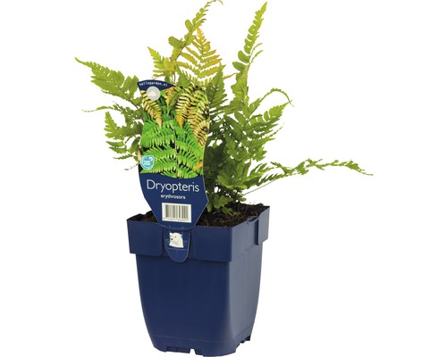 Rotschleierfarn FloraSelf Dryopteris erythrosora H 5-20 cm Co 0,5 L Dryopteris erythrosora Farn im Topf