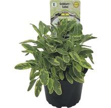 Goldblatt Salbei Pflanze im Topf