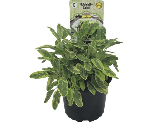 Goldblatt Salbei Pflanze im Topf