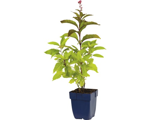 Blühende Pflanze im Topf