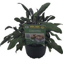 Purpursalbei FloraSelf Salvia officinalis 'Purpurescens' Ø 12 cm Topf