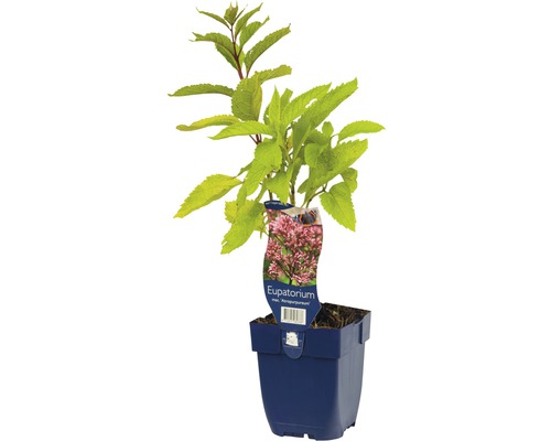 Wasserdost FloraSelf Eupathorium maculatum 'Atropurpureum' H 5-20 cm Co 0,5 L Eupatorium Pflanze im Topf