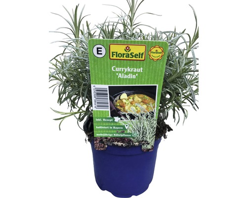 Currykraut Aladin im Topf