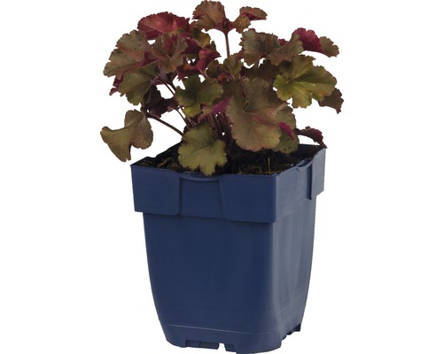 Purpurglöckchen Pflanze im Topf