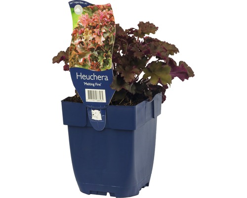 Purpurglöckchen FloraSelf Heuchera-Cultivars 'Melting Fire' H 5-50 cm Co 0,5 L Heuchera Melting Fire Pflanze im Topf
