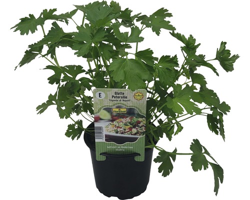 Glatte Petersilie ''Gigante di Napoli'' im Topf