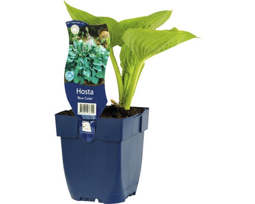 Kleine Blaublatt-Funkie FloraSelf Hosta-Cultivars 'Blue Cadet' H 5-20 cm Co 0,5 L Funkie ''Blue Cadet'' in einem Topf