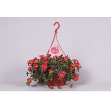Portulakröschen Ampel FloraSelf Portulaca grandiflora Ø 25 cm Ampeltopf