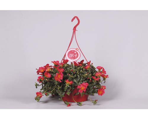 Hängeampel mit Portulakröschen