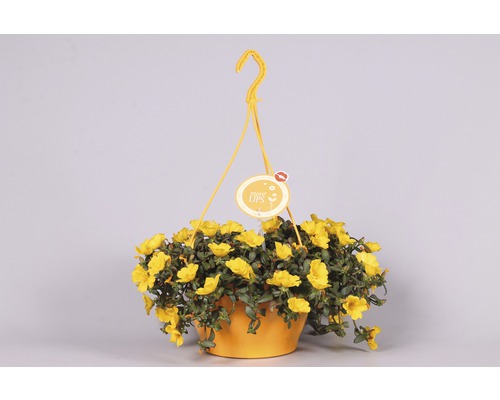 Hängeampel mit gelben Blüten