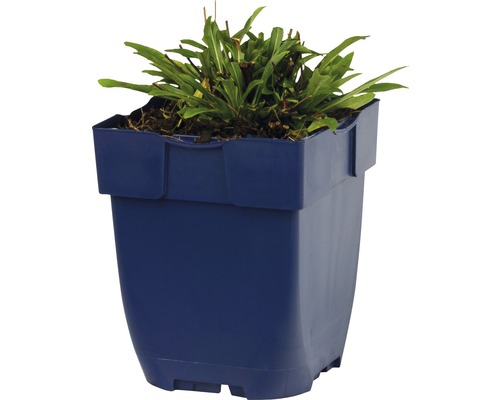 Pflanze in einem blauen Pflanzgefäß