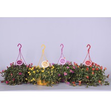 Portulakröschen Ampel FloraSelf Portulaca grandiflora Ø 25 cm Ampeltopf