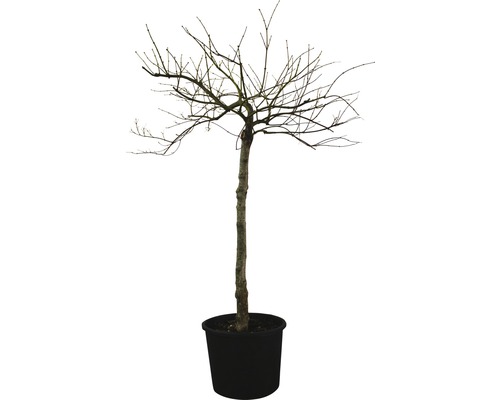 Baum ohne Blätter in einem Topf