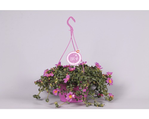 Hängepflanze mit rosa Blüten im Topf