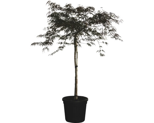 Dunkelroter Schlitzahorn FloraSelf Acer palmatum dissectum 'Garnet' H 60-70 cm Co 30 L Japanischer Ahornbaum im Topf