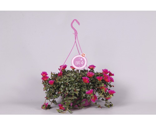 Hängepflanze mit Blüten im Topf