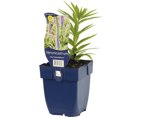 Kandelaber-Ehrenpreis FloraSelf Veronicastrum virginicum 'Lavender' H 5-20 cm Co 0,5 L