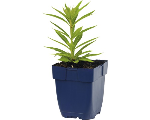 Junge Pflanze in einem Topf