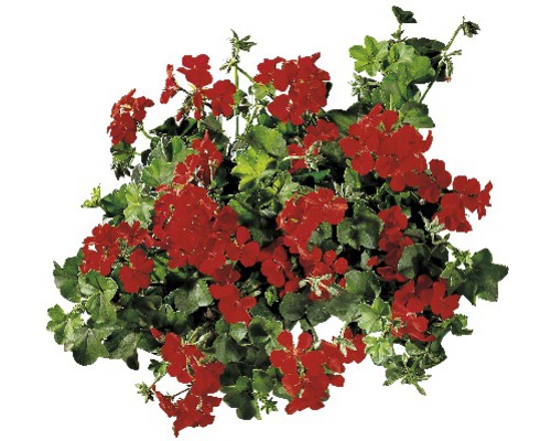 Geranie hängend gefüllt FloraSelf Pelargonium peltatum Ø 12er Topf farblich sortiert Rote Geranienblüten mit grünen Blättern