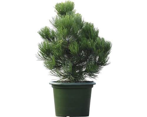 Schlangenhaut-Kiefer Botanico Pinus leucodermis 'Compact Gem' H 40-50 cm Co 10 L