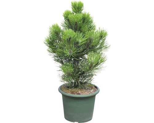 Schlangenhaut-Kiefer Botanico Pinus leucodermis 'Malinki' H 40-50 cm Co 10 L Kiefer im Topf