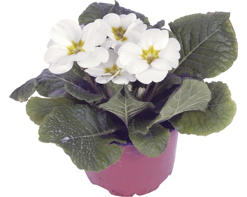 Kissenprimel FloraSelf Primula acaulis Ø 11 cm Topf zufällige Sortenauswahl