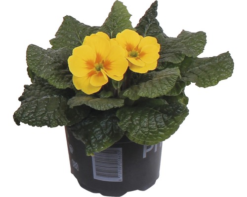 Primel im Topf mit gelben Blüten