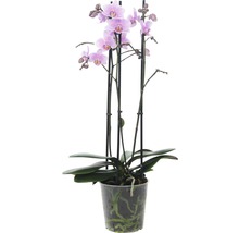 Mini-Orchidee im Topf