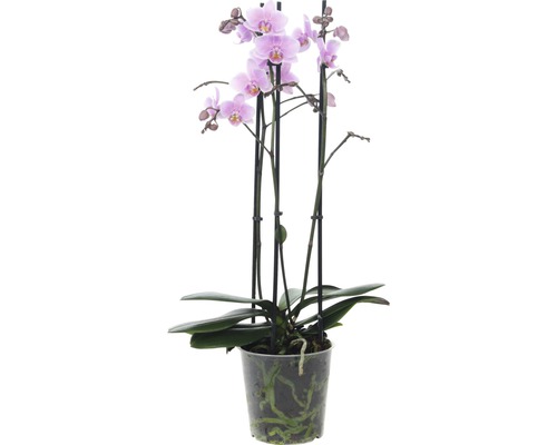 Mini-Orchidee im Topf