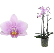 Nahaufnahme einer einzelnen rosa Orchideenblüte und einer Topf-Orchidee