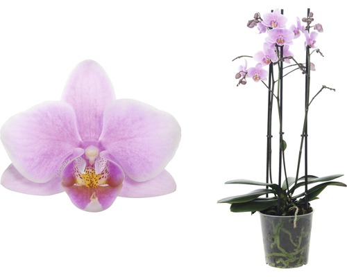 Nahaufnahme einer einzelnen rosa Orchideenblüte und einer Topf-Orchidee