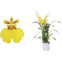 Gelbe Tanzende Orchidee im Topf und Nahaufnahme einer Blüte