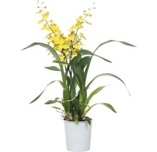 Gelbe Orchidee im Topf