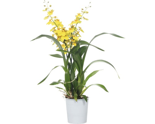 Gelbe Orchidee im Topf