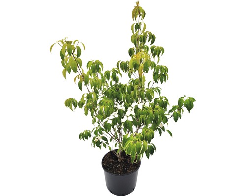 Japanischer Blumen-Hartriegel Cornus kousa 'Robert's Select' H 80-130 cm Co 20 L Blütenharter Kornelkirsche Baum im Topf