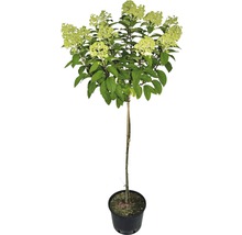 Rispenhortensie auf Stamm im Topf